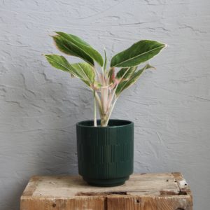aglaonema-pink-aurora-rastlinkovo