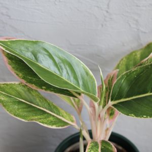 aglaonema-pink-aurora-rastlinkovo