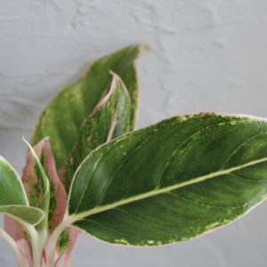 aglaonema-pink-aurora-rastlinkovo