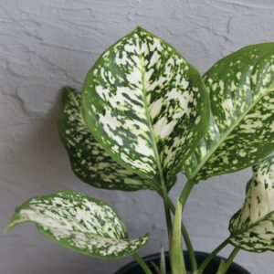 aglaonema-white-anyamanee-rastlinkovo