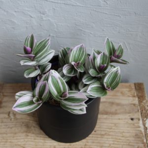 tradescantia-nanouk-rastlinkovo
