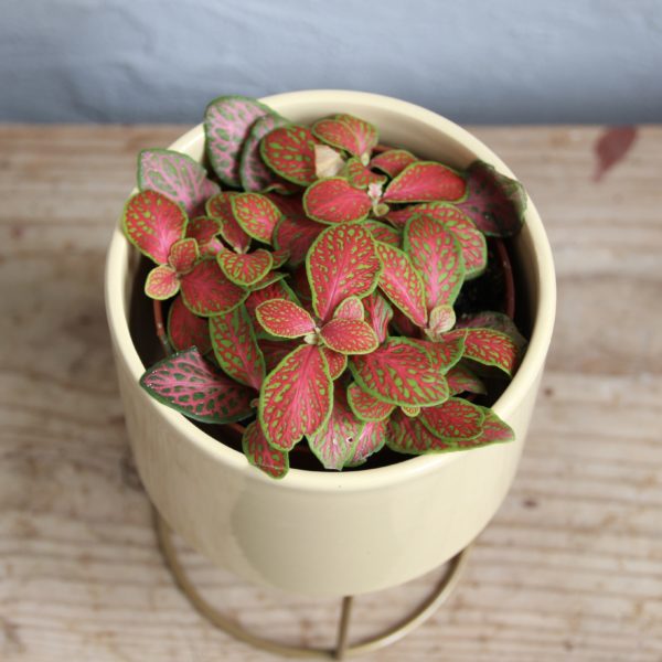 fittonia ruby lime
