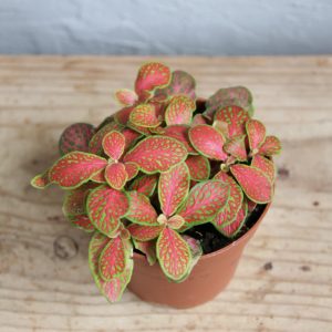 fittonia-ruby-lime-rastlinkovo