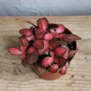 fittonia-deep-red-rastlinkovo