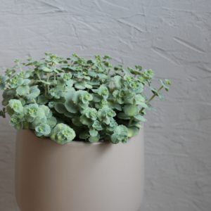 sedum-siebolbdii-rastlinkovo