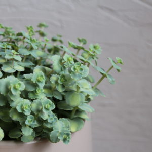 sedum-siebolbdii-rastlinkovo