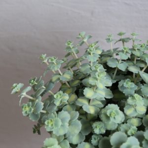 sedum-siebolbdii-rastlinkovo