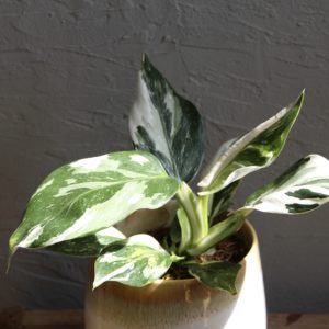 philodendron-white-princess-rastlinkovo