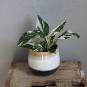 philodendron-white-princess-rastlinkovo
