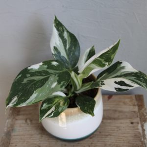 philodendron-white-princess-rastlinkovo