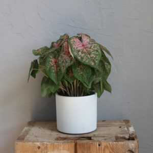caladium-kaladium-pink-beauty-rastlinkovo