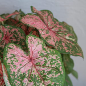 caladium-kaladium-pink-beauty-rastlinkovo