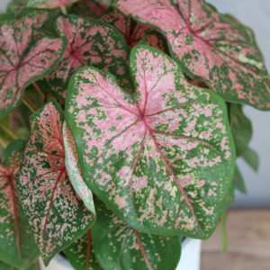 caladium-kaladium-pink-beauty-rastlinkovo