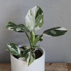 philodendron white wizard