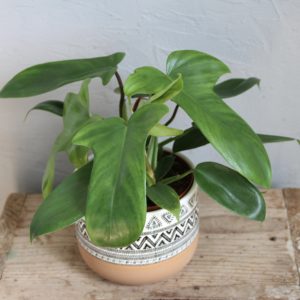 philodendron-florida-green-rastlinkovo