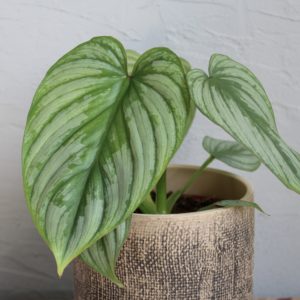philodendron mamei