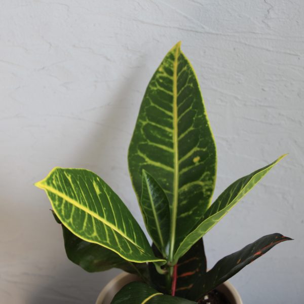 kroton-codiaeum-petra-rastlinkovo
