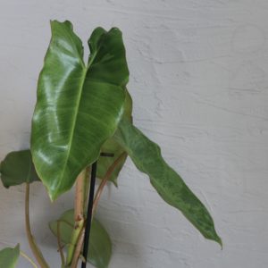 philodendron-paraiso-verde-rastlinkovo