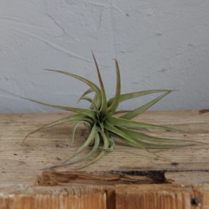 tillandsia-vzdusna-rastlina-capitata-rastlinkovo