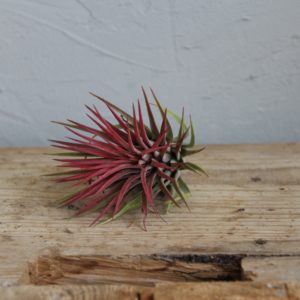 tillandsia-vzdusna-rastlina-ionanta-green-pink-rastlinkovo