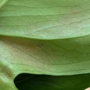 strapky-thrips-trastenka-skodce-na-rastlinach-rastlinkovo