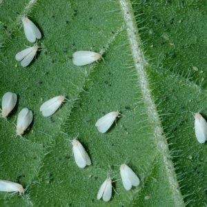 molice-whiteflies-skodce-na-izbovych-rastlinach-rastlinkovo