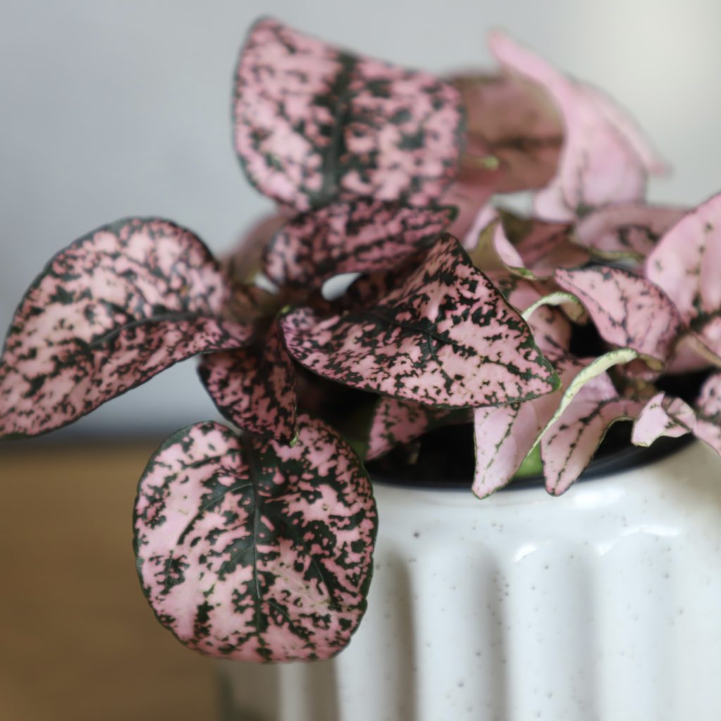 Hypoestes-phyllostachya-ruzovy-rastlinkovo