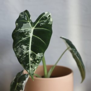 alocasia frydek variegata