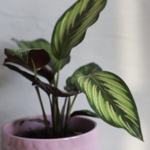 calathea-beautystar-rastlinkovo