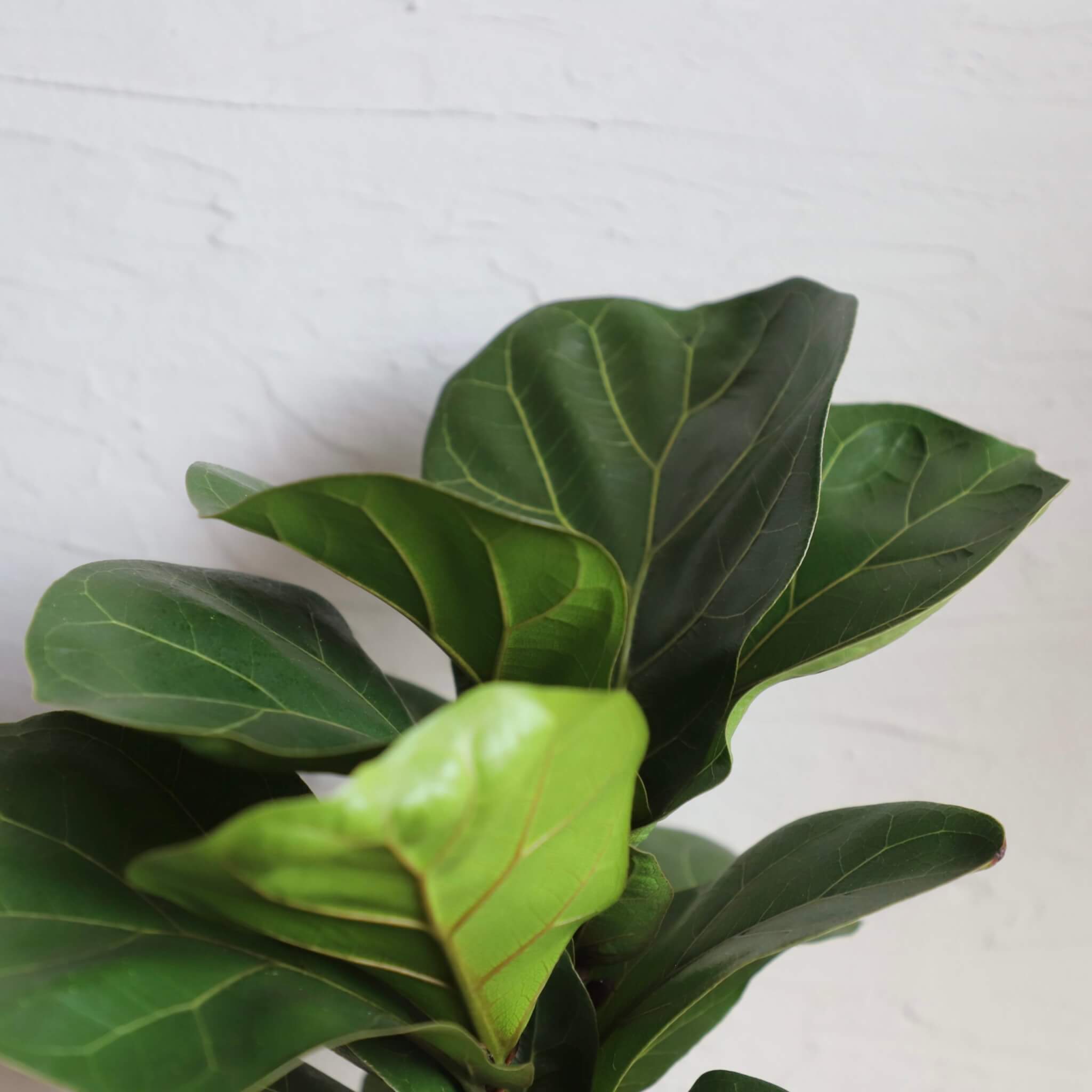 Ficus Lyrata 1 ficus-figovnik-gumovnik-lyrata-rastlinkovo