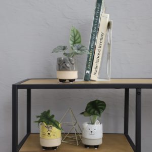 alocasia-rastlinkovo