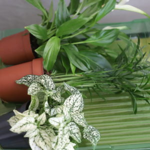 set-izbovych-rastlin-rastlinkovo