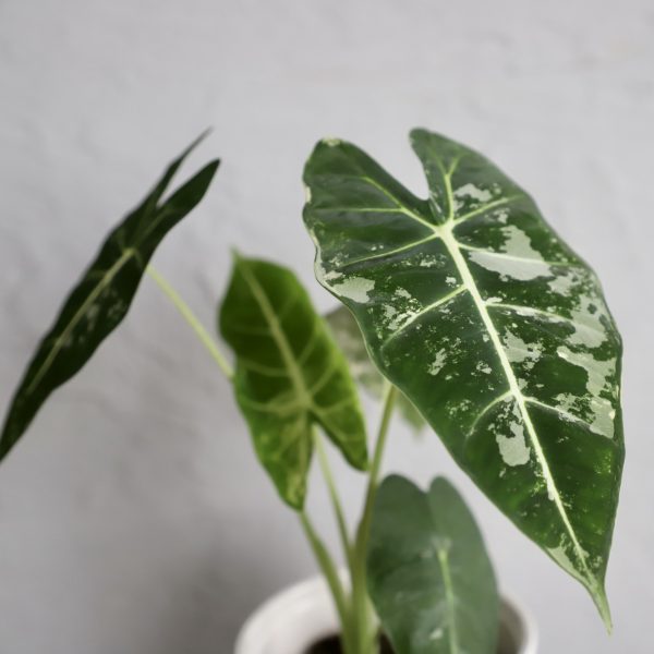 alocasia-frydek-variegata-rastlinkovo