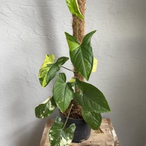 syngonium-yellow-aurea-rastlinkovo