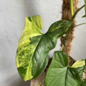 syngonium-yellow-aurea-rastlinkovo
