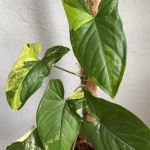 syngonium-yellow-aurea-rastlinkovo