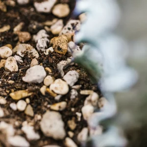 soil-ninja-kaktus-sukulent-2,5-litrov-rastlinkovo