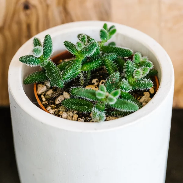 soil-ninja-kaktus-sukulent-2,5-litrov-rastlinkovo