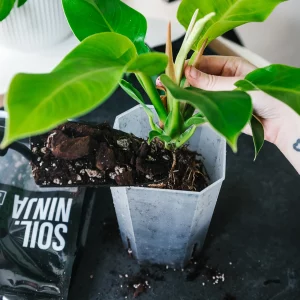 soil-ninja-monstera-philodendron-5-litrov-rastlinkovo