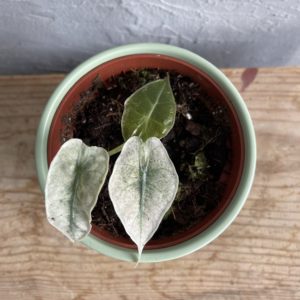 alocasia-polly-variegata-rastlinkovo