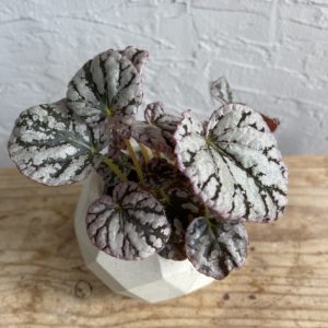 begonia-rex-chayo-rastlinkovo