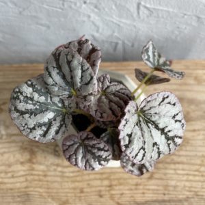 begonia-rex-chayo-rastlinkovo