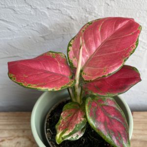 aglaonema-red-star-rastlinkovo