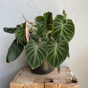 philodendron-verrucosum-rastlinkovo