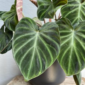 philodendron-verrucosum-rastlinkovo