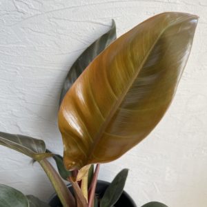 philodendron-imperial-red-rastlinkovo