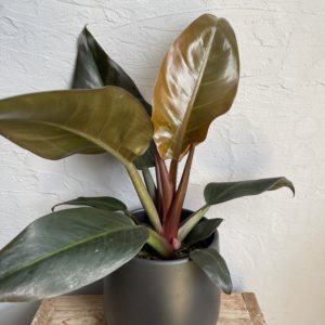 philodendron-imperial-red-rastlinkovo