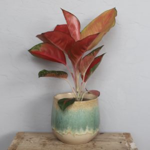 aglaonema-orange-star-rastlinkovo