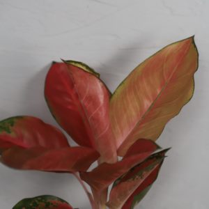 aglaonema-orange-star-rastlinkovo