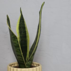 sansevieria-svokrine-jazyky-trifasciata-midnight-shine-rastlinkovo